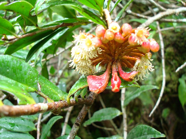 Marcgravia sintenisii, Shingle Plant