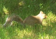 Squirrel_709b
