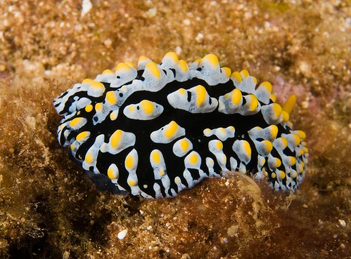 Varicose Phyllidia or Fried Egg Nudibranch