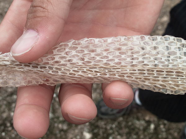 snake skin