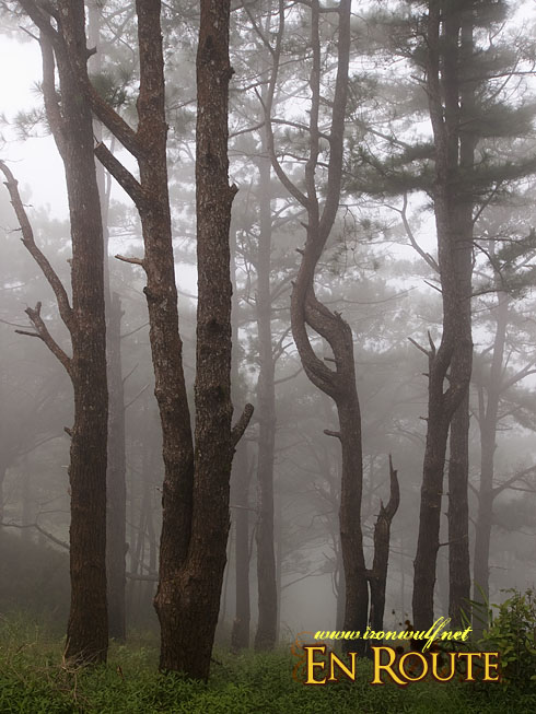 Salacasac Pine Forest Foggy