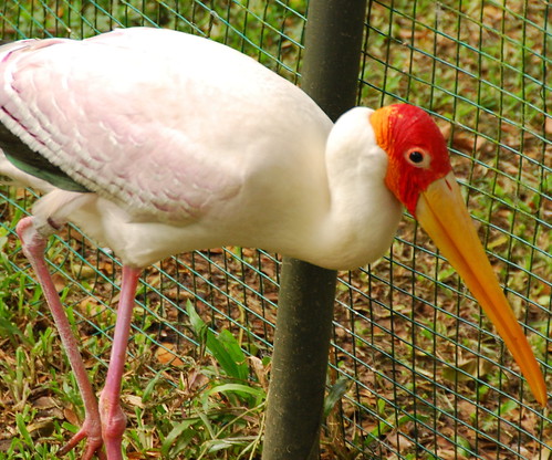 Yellow Billed Stork