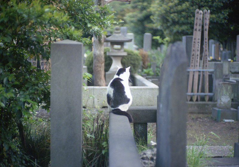 墓場の猫