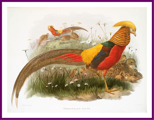 012-A monograph of the Phasianidae- D. J. Elliot 1872