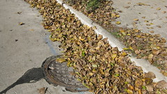 Fallen leaves along Maple Avenue. Wilmette Illinois. October 2009.