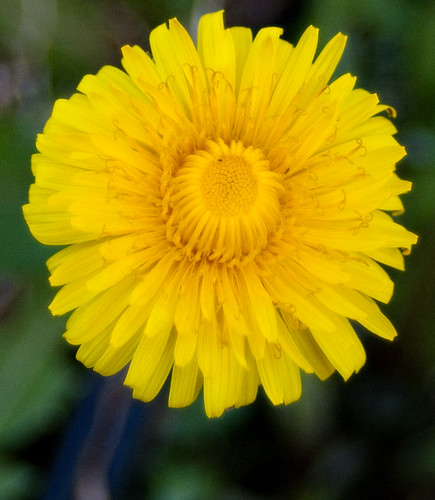 Dandelion by corkytoadhall