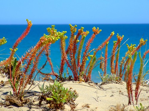 beach-flora