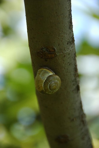 Tree snail