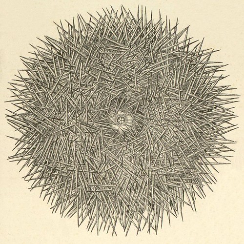 detail - Agassiz - sea urchin