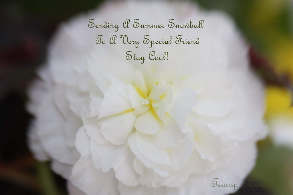 Summer-Snowball