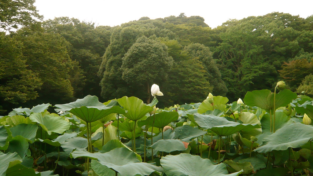 Lotus Garden