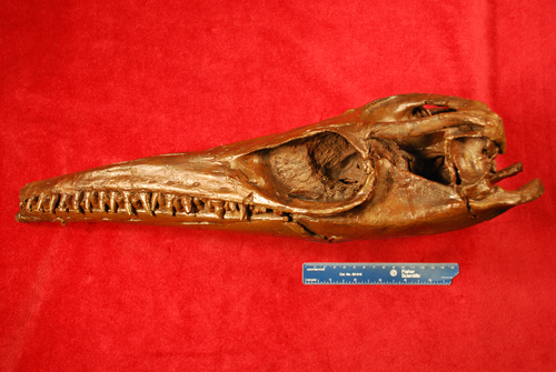 North America's oldest mosasaur fossil found at Grand Staircase-Escalante -  Moab Sun News