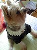 Root Beer Float Dog Sweater Pattern