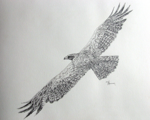flying eagle drawing