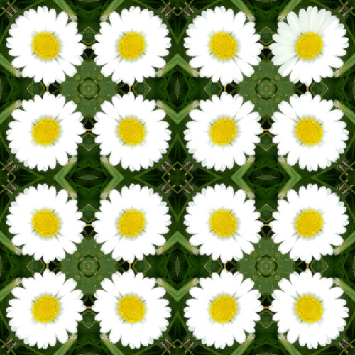 Daisy pattern by dg170