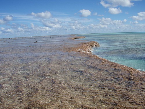Lagoon edge of Minerva Reef