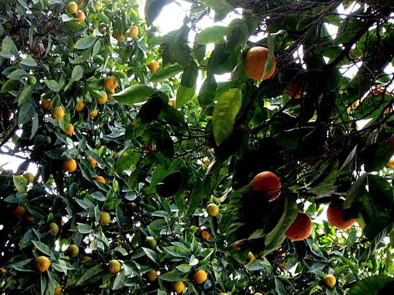 14-1-2009-orangetrees