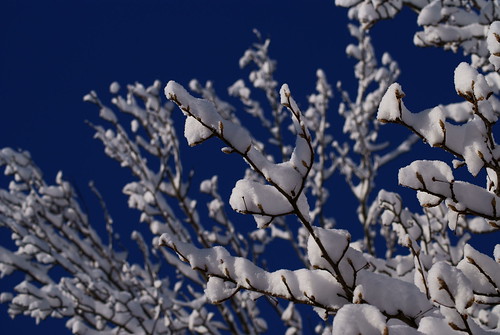 68/365 - Snow Trees