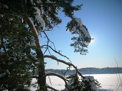 Snowy Winter Day in Norway #11