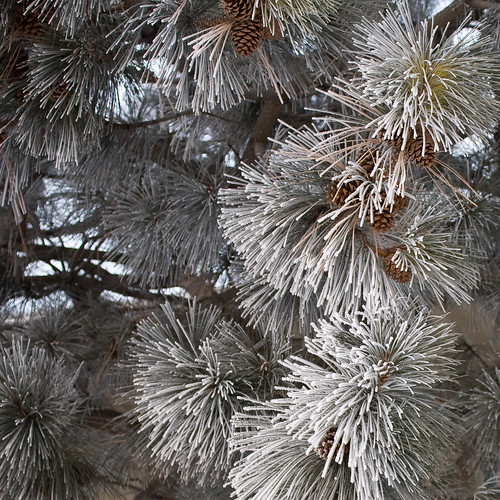 Frosted needles, square crop