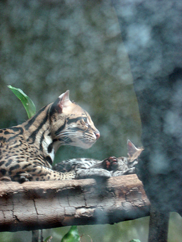 Ocelot mom and baby