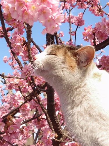 Sakura cat (sniffing spring)
