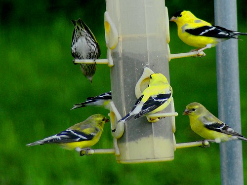 American Goldfinches 4-22-09 004
