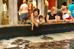 Rays touch tank