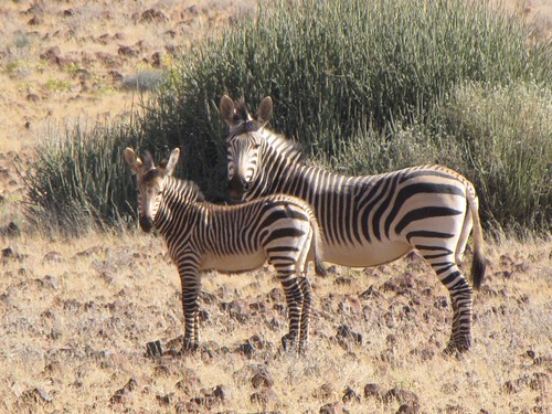 Damaraland: Zebra
