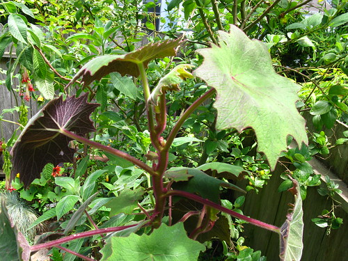 2009-08-01 garden; Senecio cristobalensis