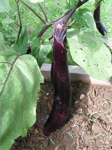 We planted eggplants!  Who knew?