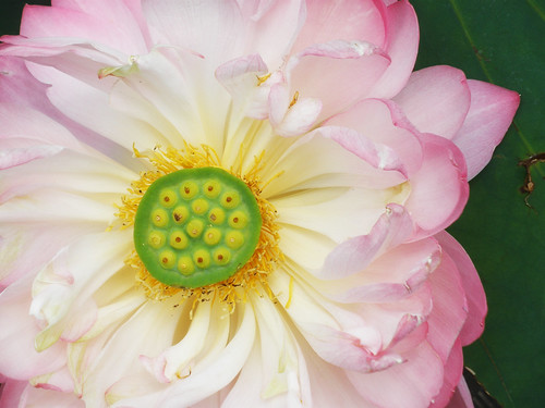 Lotus Blossoms @ Anapji Pond