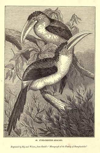 001-Aracari cresta rizada-One hundred and fifty wood cuts, selected from the Penny magazine 1835