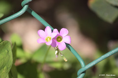 Duas Pequenas Flores / Two Small Flowers