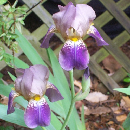 Mystery iris