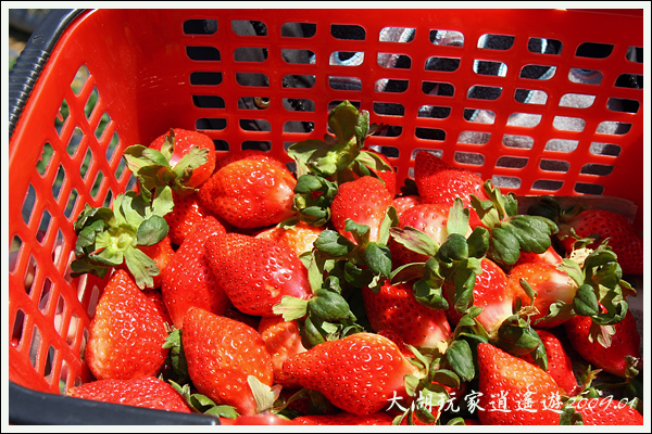090117_08_採草莓