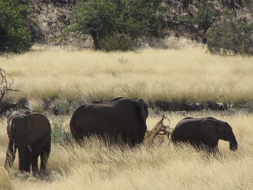 Damaraland: Elephants