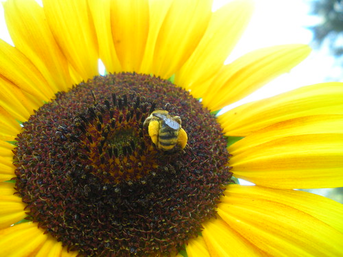 bee with pollen on sunflower