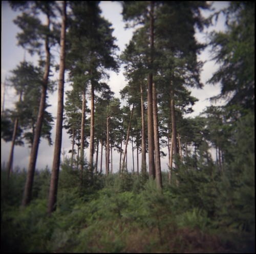 Thetford Forest - Holga