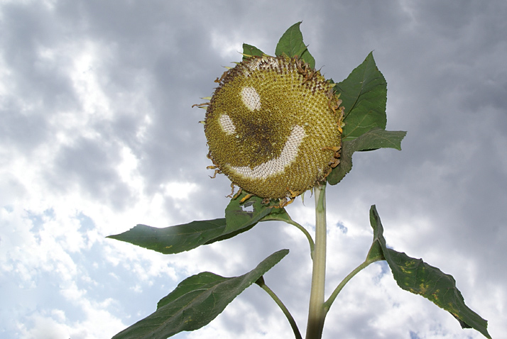 [img: sunflowers from alien seeds]