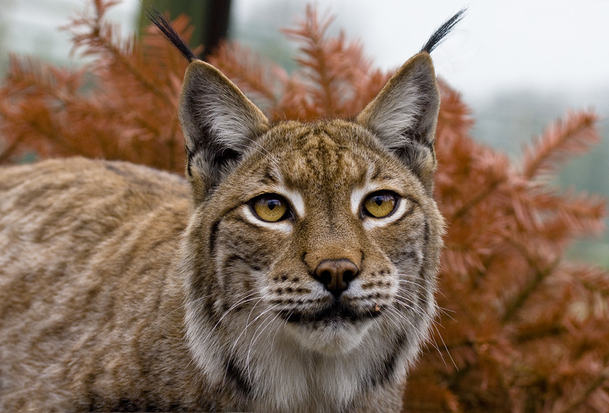Обыкновенная рысь (лат. Lynx lynx), фотографии рыси