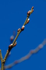 Salix caprea - Boswilg, Goat willow