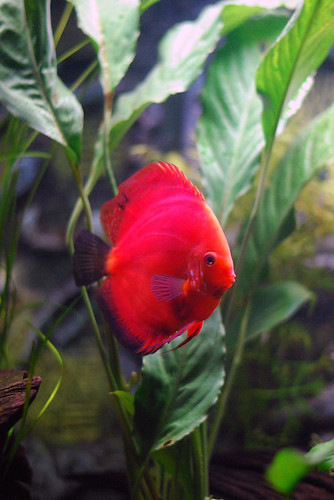 Red melon discus by Face Ache.