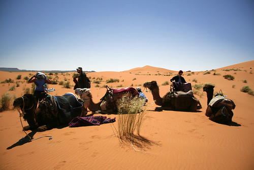Taking a break from the camels