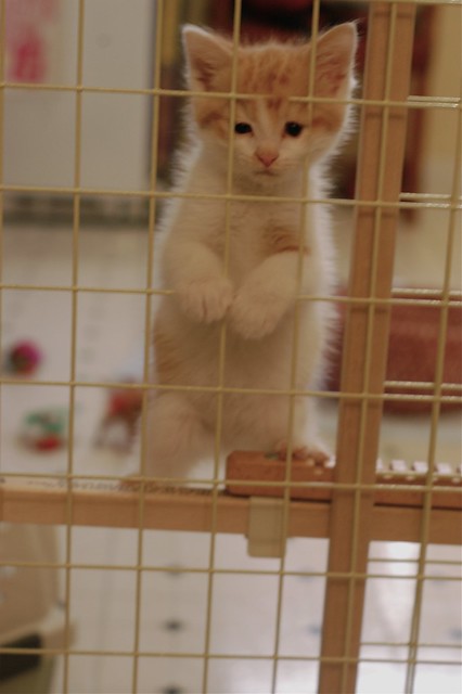 Gordon Draper: Saddest Kitten in the World