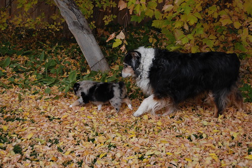 2009-10-24PuppiesHome47