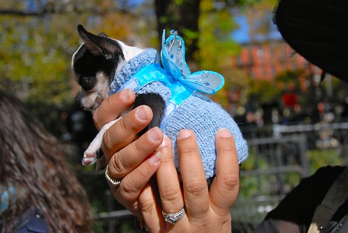 October 25, 2009 at Tompkins Square Dog Run in New York City.