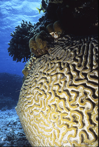 Brain Coral, TCI