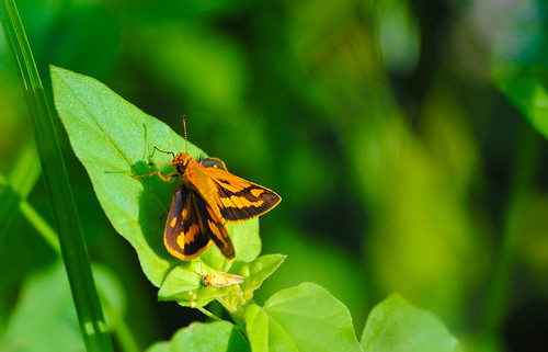 Orange Leaf Hopper