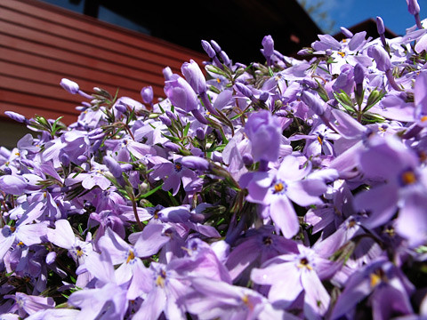 purpleflowers-0511